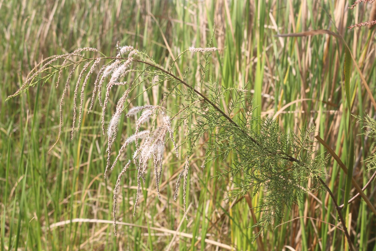 Tamarix indica Willd.